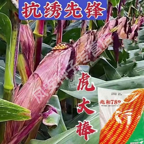 兆和789 紫杆紫叶玉米种子国审矮杆大穗抗病抗倒抗旱涝玉米种