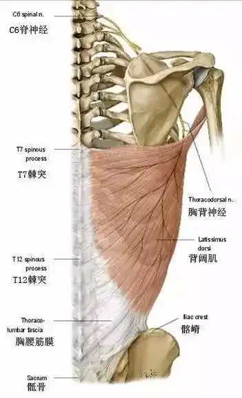 背阔肌解剖