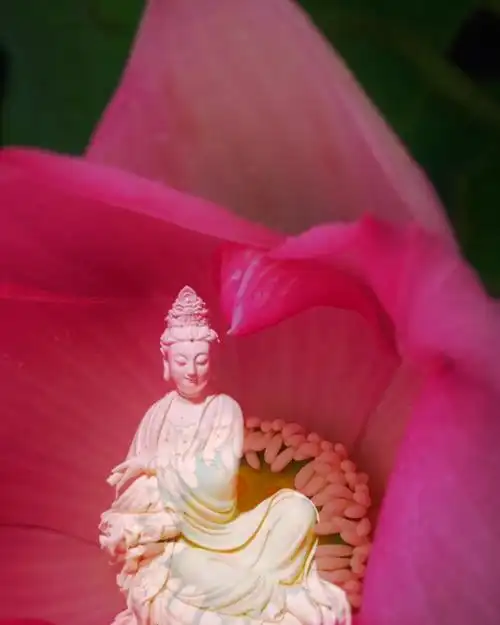 静待莲花开.轻倚时光深处*