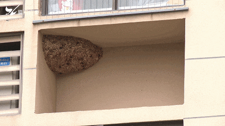 太吓人!厦门一小区惊现超大马蜂窝!还不止一个