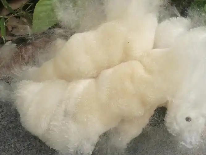 植物的智慧借力