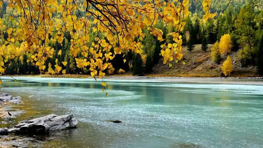 电脑壁纸 风景 风景图片 喀纳斯秋季童话