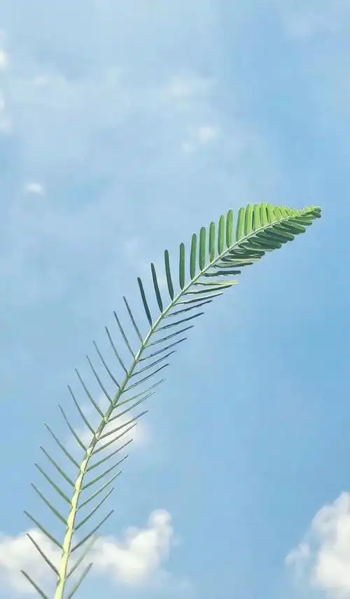 适合夏天的小清新壁纸