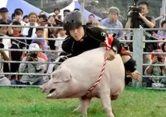 世界之大无奇不有:居然还有骑猪比赛