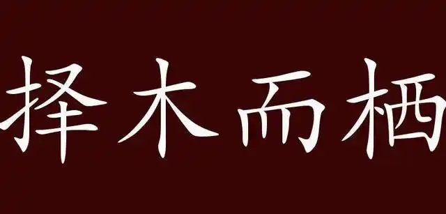 良禽择木而栖.图片来自网络.