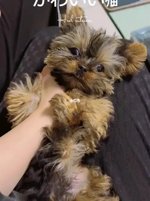 钢蓝背约克夏dd