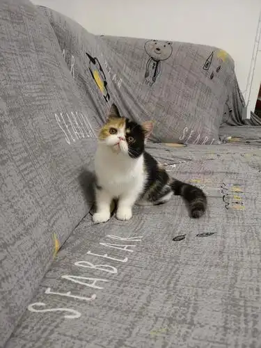 加菲,英短最后几个,先到先得