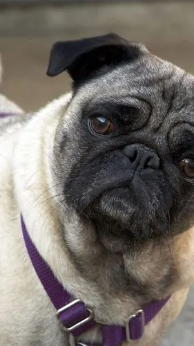 可爱哈巴狗壁纸壁纸