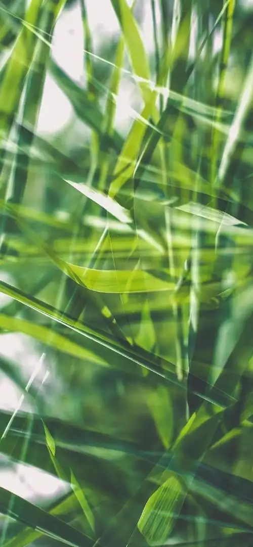 多彩壁纸688期|高清壁纸无水印 清新绿色护眼壁纸