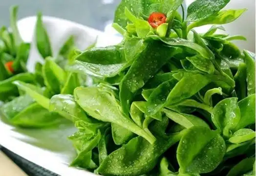 田七怎么吃_田七是什么_糖尿病人能吃田七粉吗_适宜人群_食用禁忌