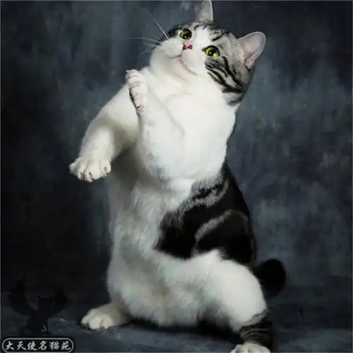 我要买猫 美国短毛猫 香港美国短毛猫 价钱 2000元 品种 美国短毛猫