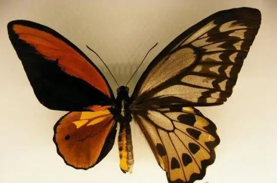 卡申夫鬼美人凤蝶它被称为"世界上最诡异的蝴蝶",它竟然是"雌雄同体"