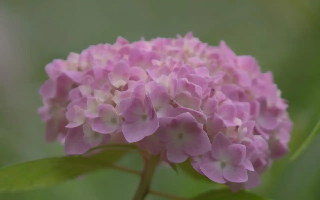 五彩绣球花唯美高清桌面壁纸