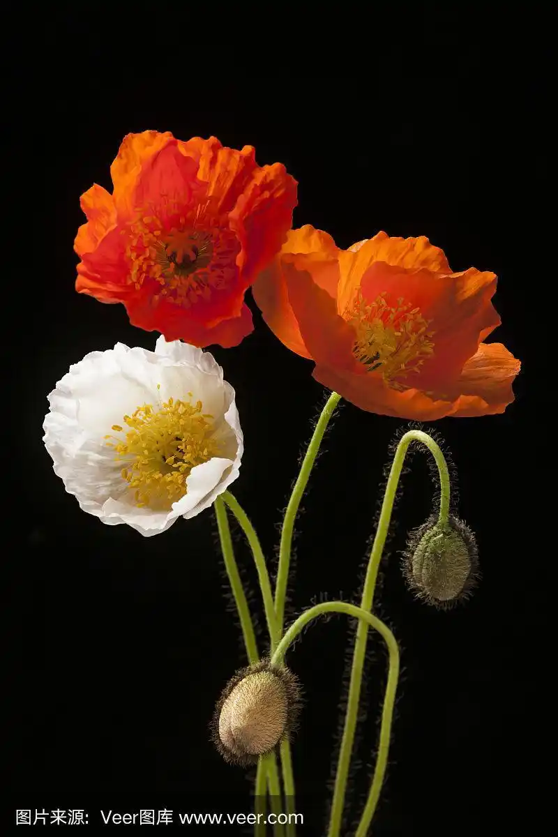 黑色的罂粟花