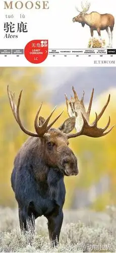 世界上最大的鹿科动物驼鹿