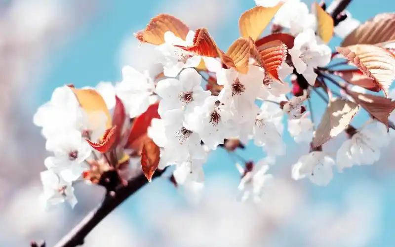 小清新唯美花卉植物高清护眼电脑桌面壁纸