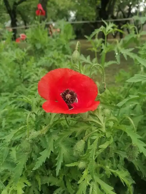 罂粟和虞美人的比较其实同框很好认来自植物园展览的实拍图