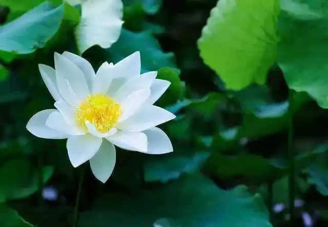 阿弥陀佛就把这朵莲花拿来,接引念佛人坐着这朵莲花往生西方极乐世界