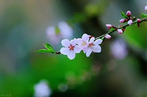 三月桃花朵朵开