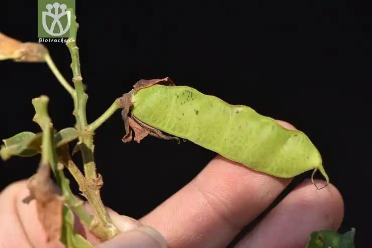 liued8546 cajanus volubilis虫豆【可以处理】2018-03-20xx-yn dsc