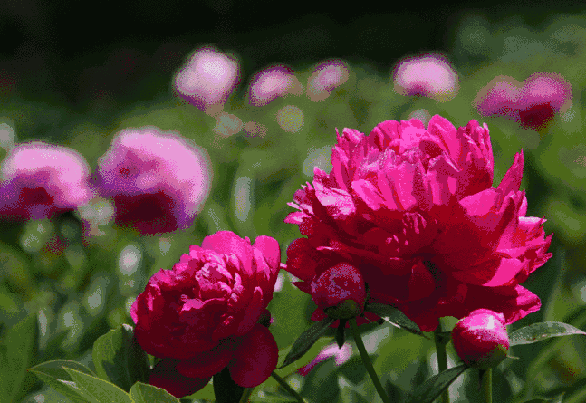 这里的牡丹长在高山上这里的宫殿深藏在地360图片