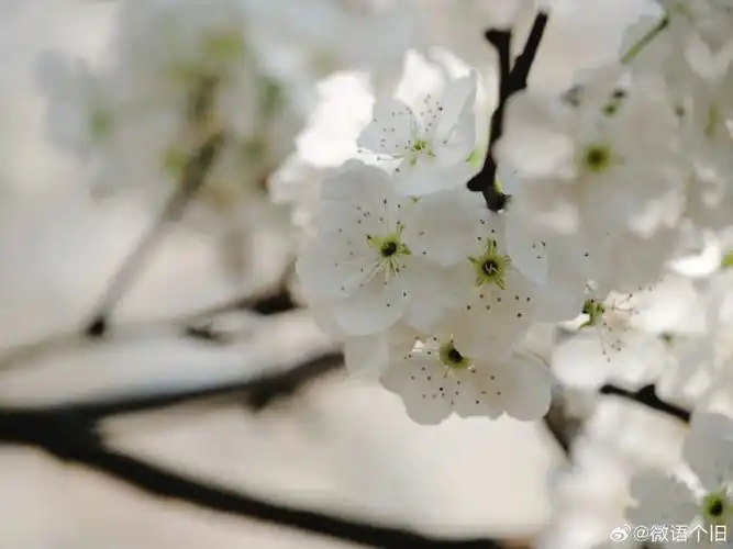 个旧万亩梨花盛开