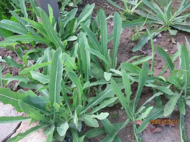 野生苦麻菜种子