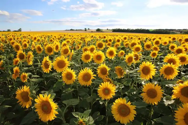 又是一个向日葵盛开的夏天! (原创) - 美篇