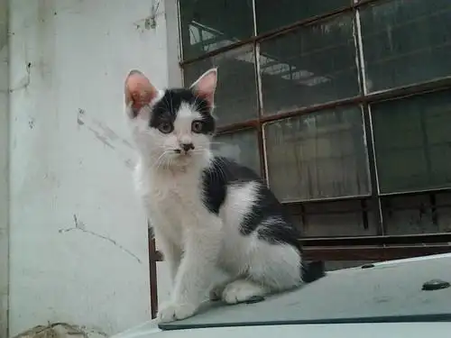 猫领养黑白花小猫求抱走有图更新中