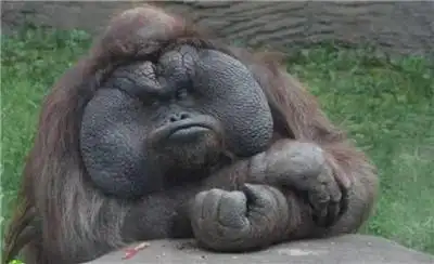 世界上最搞笑的笑话能把人笑哭合集,超级爆笑的沙雕笑话精选-笑话网