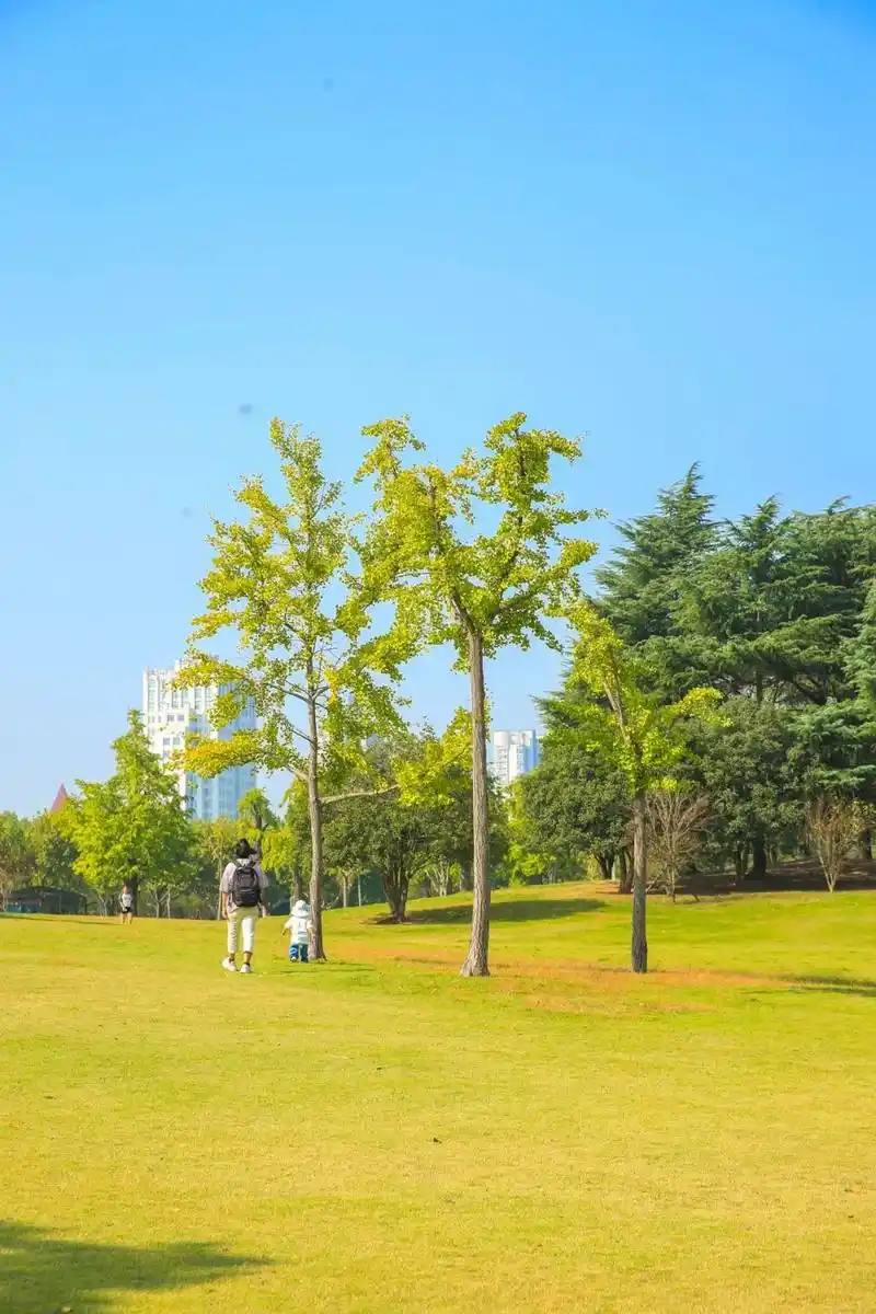 银杏渐黄松江的秋色真美