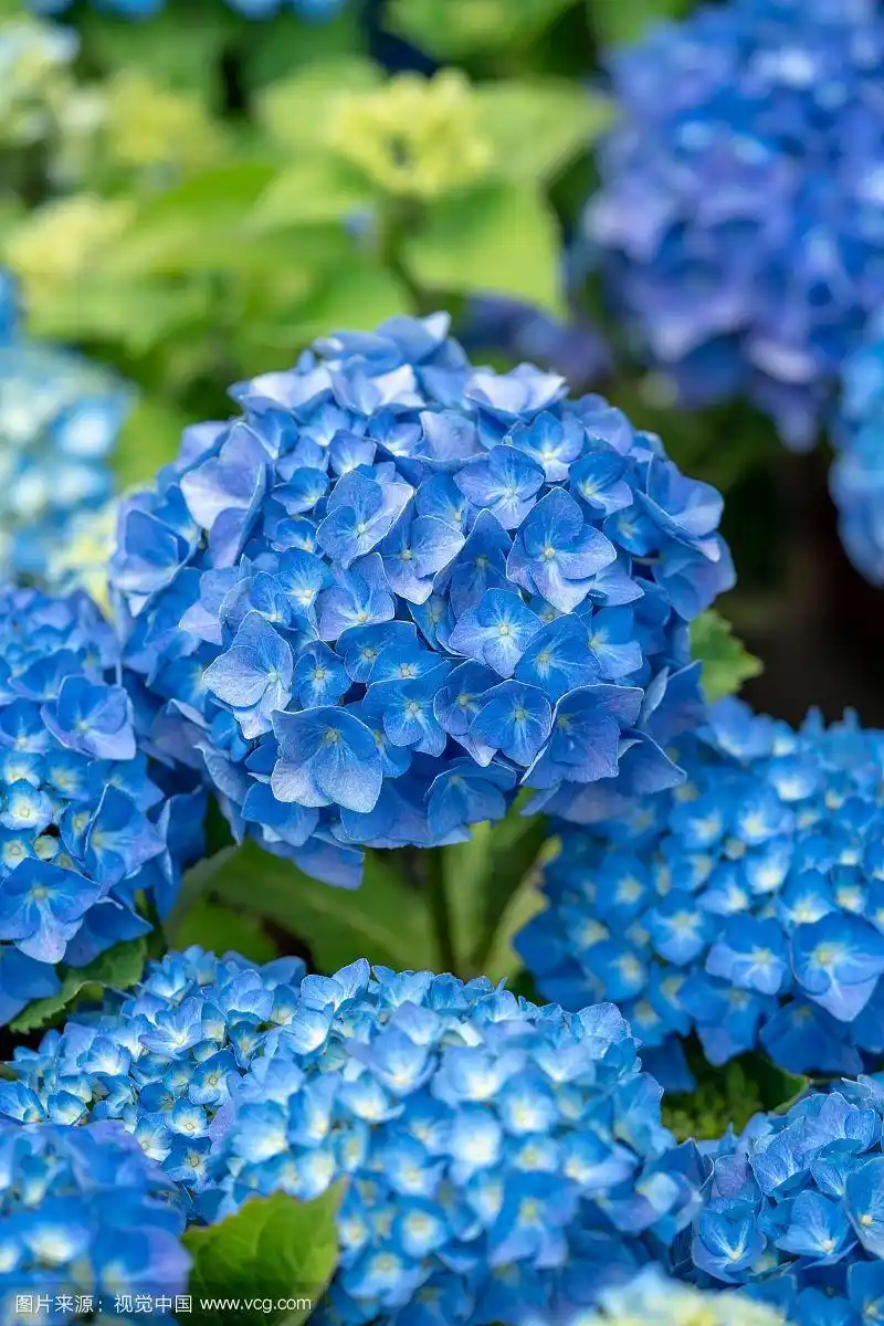 蓝色绣球花(八仙花)