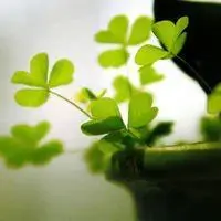 四叶草图片头像风景_微信头像图片大全