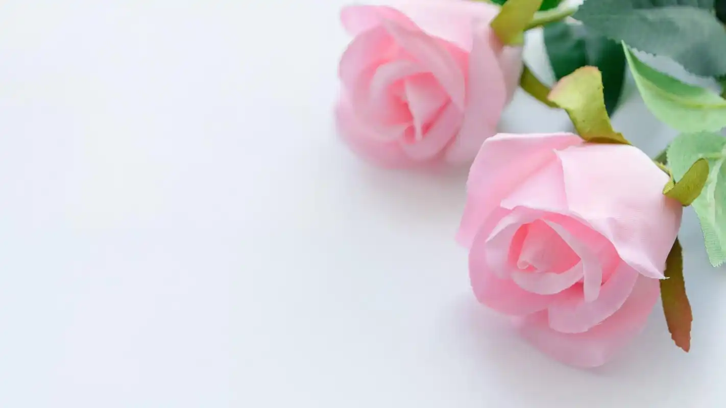 爱情粉色玫瑰花4k背景图片壁纸