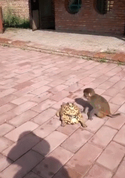 天道有轮回苍天饶过谁0 6它俩居然互喷沙子这是我今年见过最皮沙雕鱼0