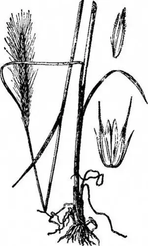 药用麦冬简笔画