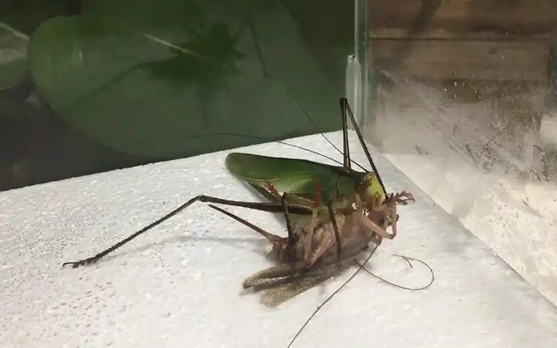 中华螽斯vs透翅蟋螽高清重制版