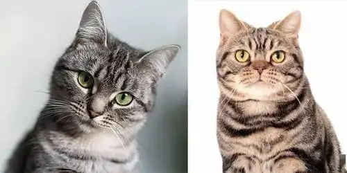 所谓的发腮,最开始是用在猫咪身上的,指小猫进入青春期后,在激素的