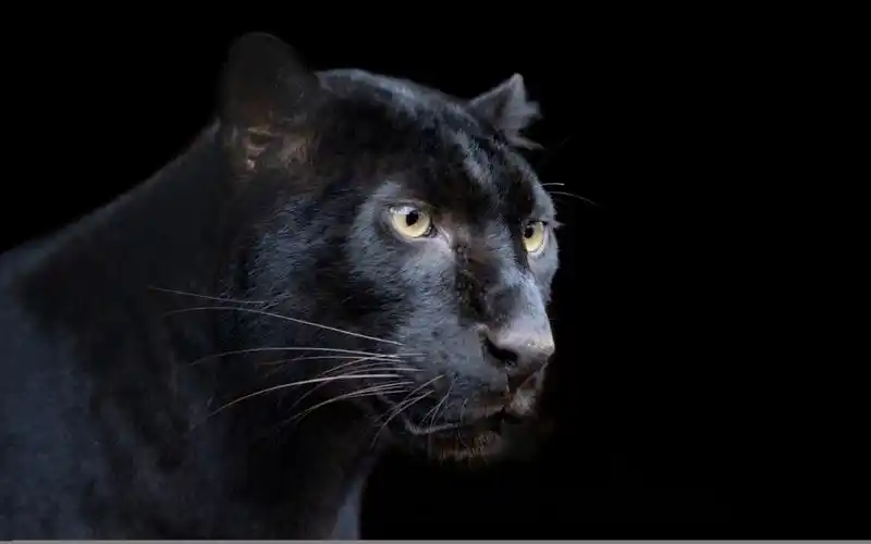 壁纸豹,捕食者,黑色,黑色背景,黑豹,高清图片,动物-纯色壁纸