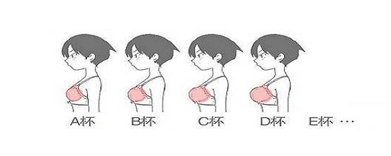 b罩杯胸围有多大