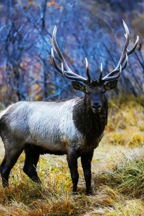 天山马鹿恋爱季