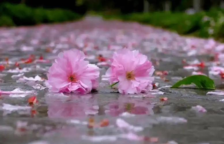 春半 春半 窗外落花不断,十首落花的诗词,留住春天的美好_东风_花魂