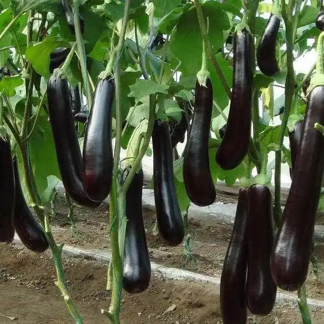 茄子起源于亚洲东南热带地区,古印度为最早驯化地,至今印度仍有 - 抖