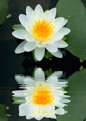 【高山流水】flash莲花水波倒影图代码[34幅] - 高山流水-姜景田