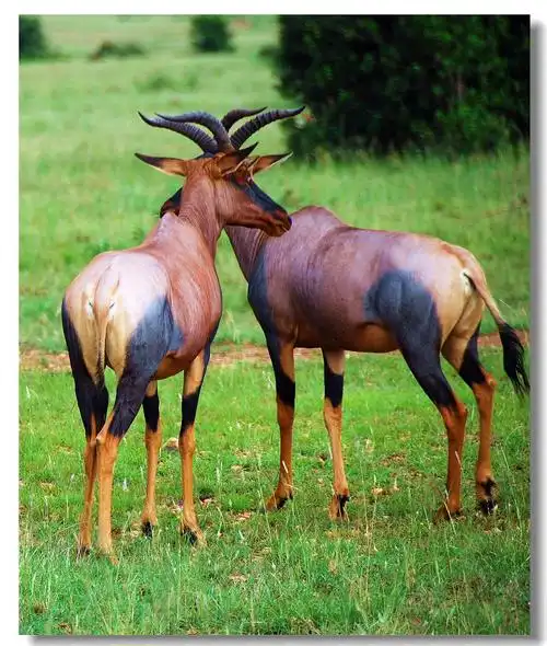 【肯尼亚 黒臀羚羊摄影图片】肯尼亚马赛马拉国家野生动物保护区生态