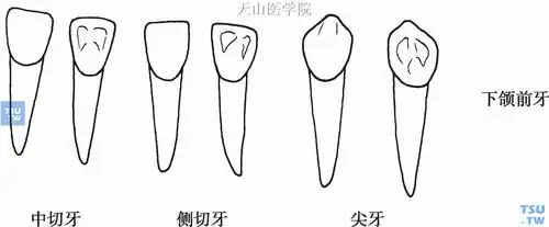 2 3 4 5 6 下一页 尾页 本图出自《牙体解剖:前牙,前磨牙,磨牙》 上颌