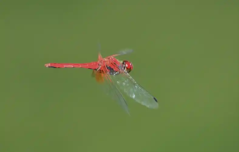 红蜻蜓,黄蜻蜓,自由飞翔蓝天中