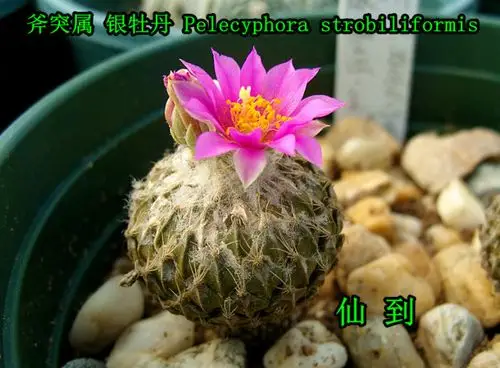 斧突属 银牡丹 pelecyphora strobiliformis - 乐趣园艺
