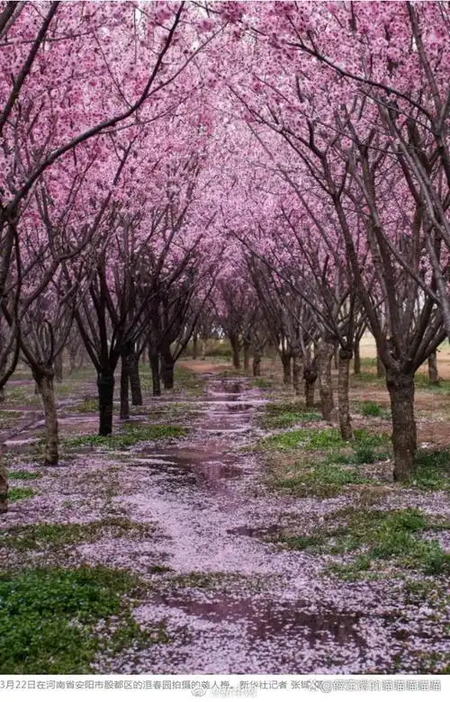 繁花似锦,五彩缤纷的花海,盛开的樱花树,飘拂的桃花枝,无不展现着大自