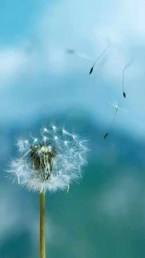 最美的蒲公英风景